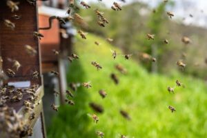 Bienenstock im Garten: Eine Anleitung für Anfänger